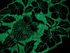 Wonderfil Ahrora Glow in the Dark Polyester Embroidery Thread 40wt 200yd Spool