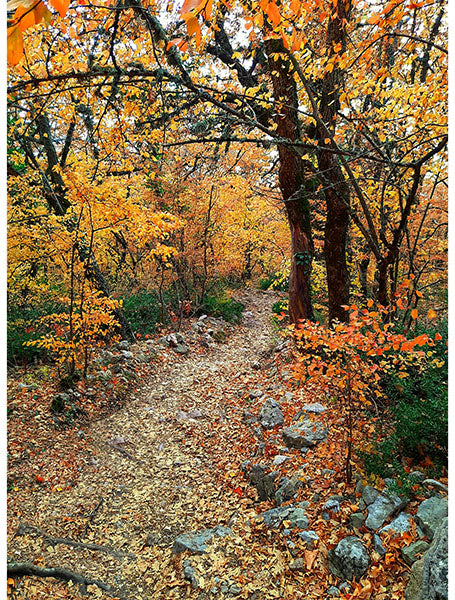 Fabric Hoffman Autumn On the Path to Fall Scenic Path Quilt Panel 32x42.25" Y5789-66