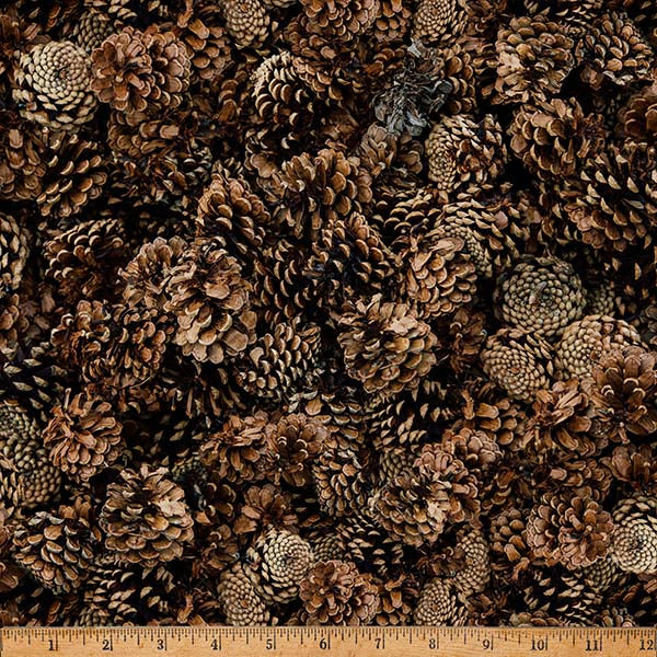 Close-up of pinecones with a ruler at the bottom for scale.
