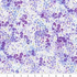 Fabric Hoffman Lilac Hydrangea Flower Shoppe by the Quarter Yard W5483-30