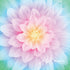 A large pastel flower with pink, lavender, and blue petals surrounding a soft yellow center, with a white Hoffman signature watermark near the lower right.