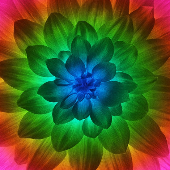 A vibrant, close-up floral design resembling a dahlia or sunflower with layered petals radiating outward. The center is a deep blue, surrounded by green, teal, and yellow-green petals, transitioning into orange, red, and pink tones near the outer edges.