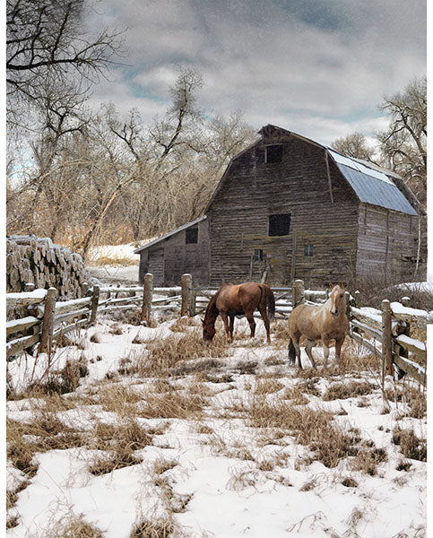 Two horses grazing in a snowy field with a wooden barn in the background.