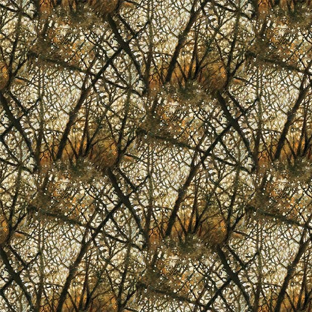 Tree branches with nests in a forest setting
