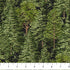 Fabric Northcott Black Trees Bear Necessities by the Quarter Yard 28626-99