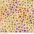 Fabric Riley Blake Organza Spots Fright This Way Expressions Batiks by the Quarter Yard BT23334-148