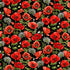 Fabric Timeless Treasures Black Poppy Field Poppy Passion by the Quarter Yard CD3806-BLACK