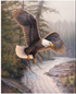 Fabric Riley Blake Eagle Patriot Majestic in Nature II Panel PD17960-­PANEL