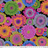 Fabric FreeSpirit Dark Gerbera Daisies Kaffe Fassett Collective August 2026 by the Quarter Yard PWPJ139.DARK