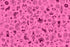 Fabric Ruby Star Society Lipstick Tattoo Flash Ink Shop by the Quarter Yard RS2145-12