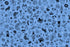 Fabric Ruby Star Society Lindley Blue Tattoo Flash Ink Shop by the Quarter Yard RS2145-13