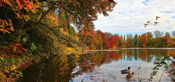 Autumn scene with trees reflecting in a lake, ducks on the water, and a clear sky.